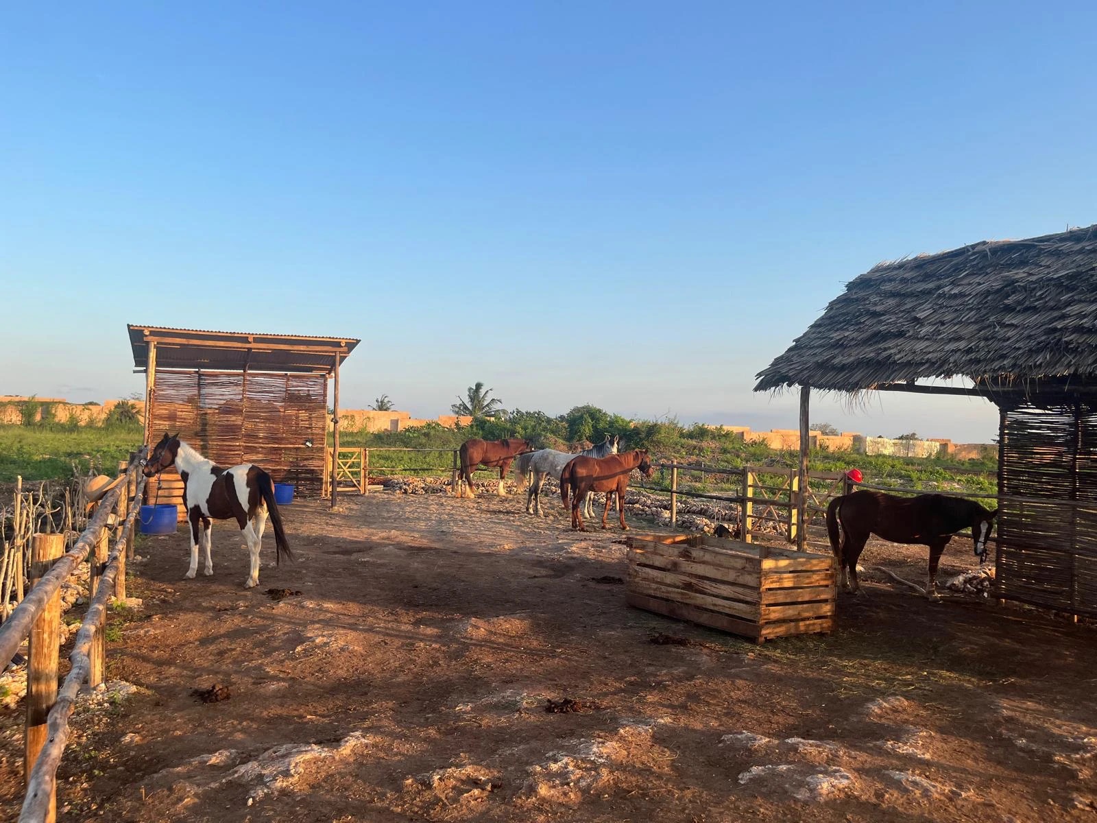 This is what the beginning looks like: our first horses, our first stable and a whole lot of sky.